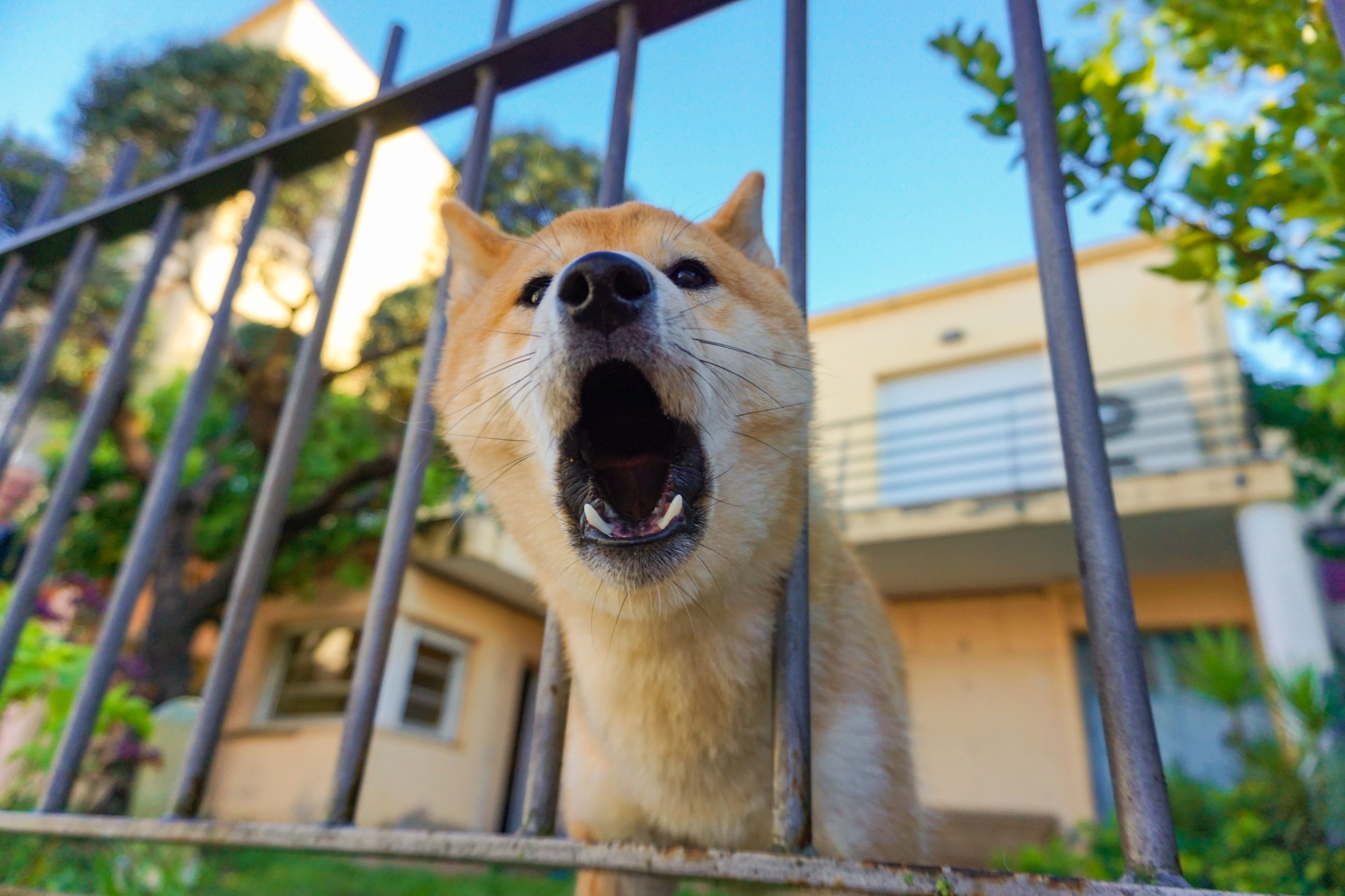 A dog barking through a fence at a neighbouring property